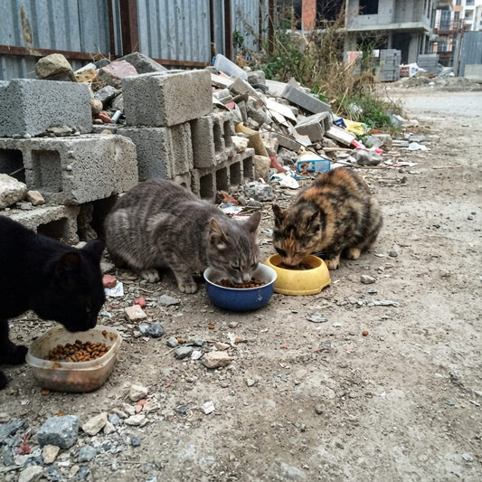 Street cats gathered around bowls at a feeding spot