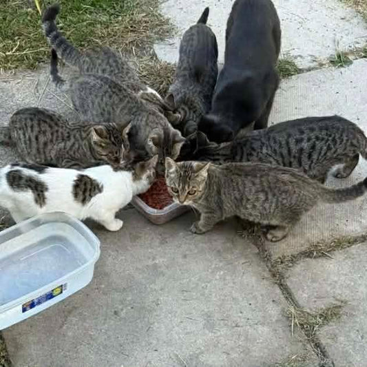 Volunteers feeding a colony of street cats cared for by Spencerville TNR