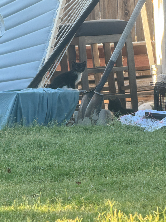 Two young kittens in the backyard where they were born