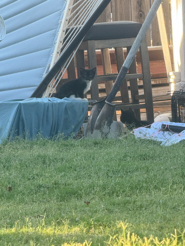 A New Partnership: Meet FieldHaven Feline Center