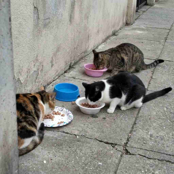 March 2026: More Cats, More Meals