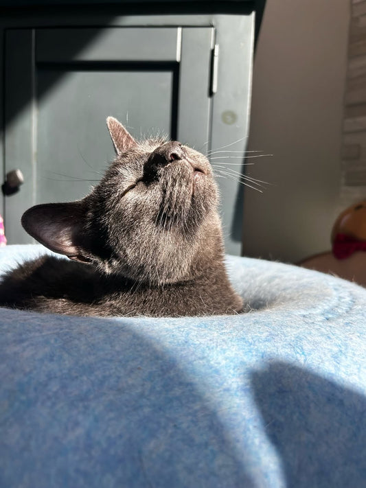Hamburger Helper, a grey rescued cat, lying in a patch of sunlight